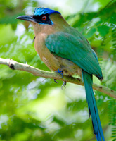 Panama Nature photo
